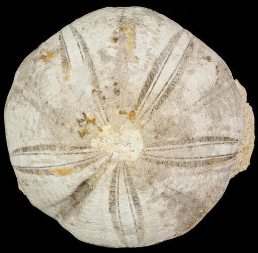 Jurassic Sea Urchin (Clypeus plotti) - England #65852